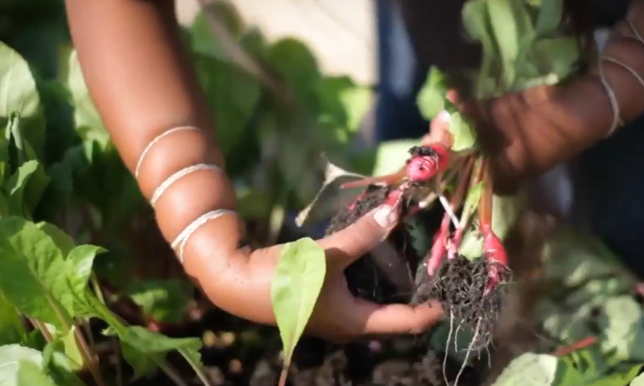 pulling vegetables out of the soil