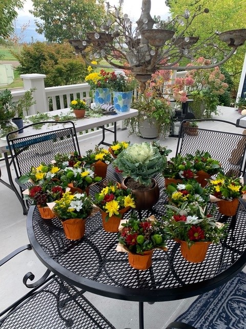Potted plants on a garden patio.