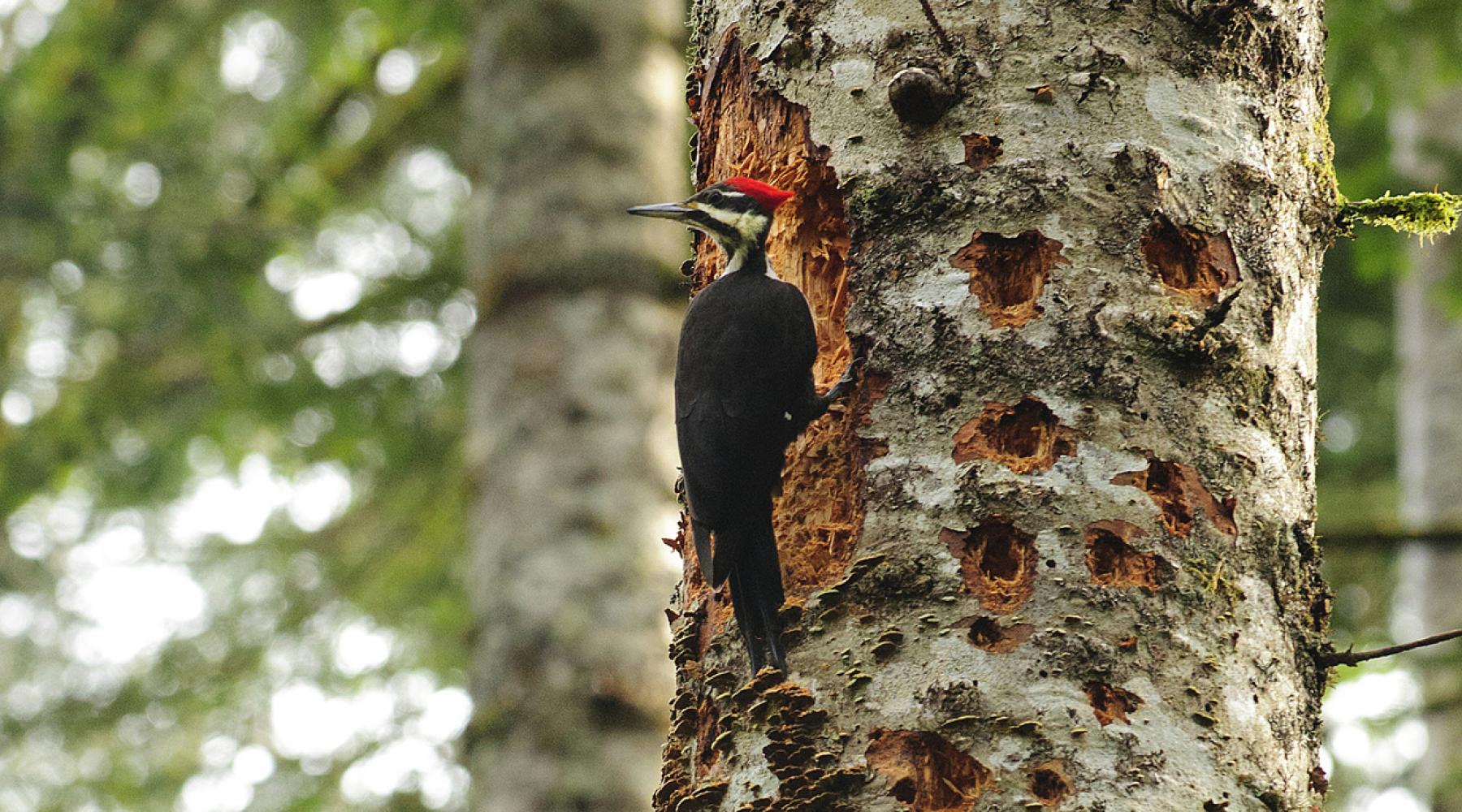 Colourful Woodpecker