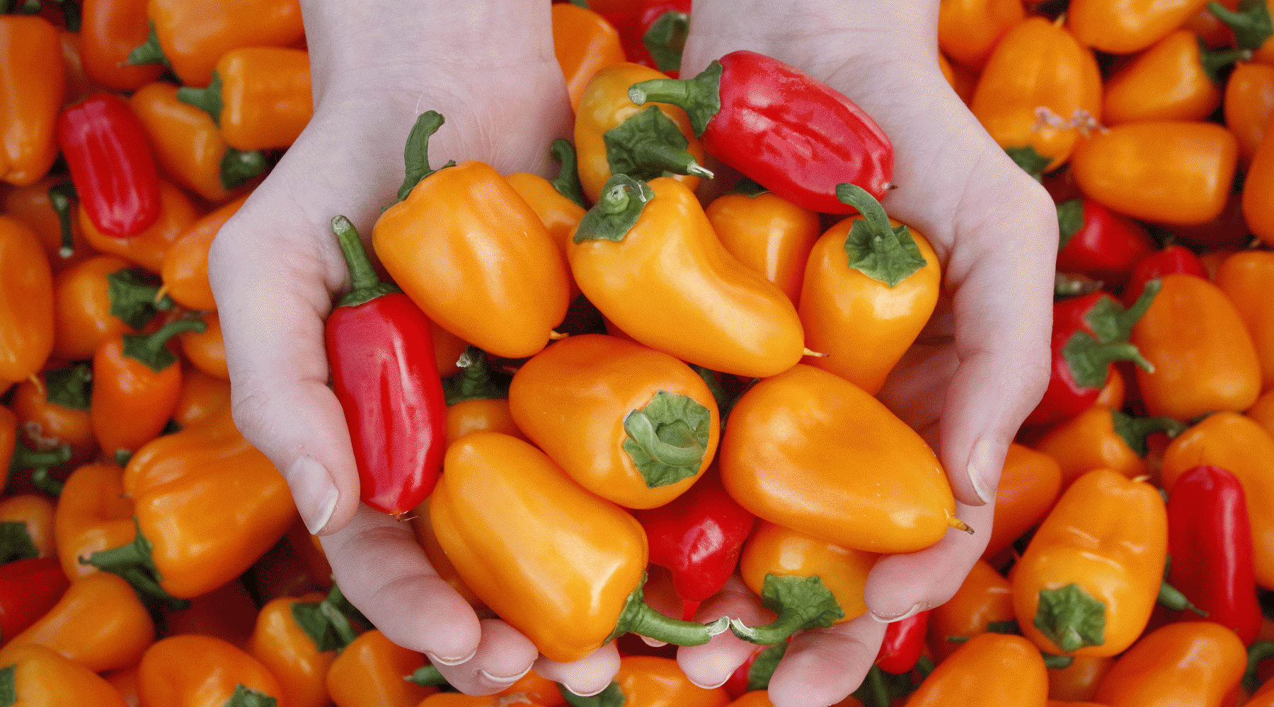 Handfull of sweet red & yellow bell peppers